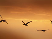 Greylag Geese