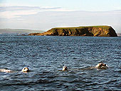 Seals at Deerness