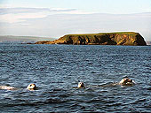 Seals at Deerness